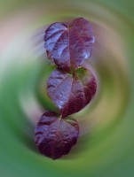 /album/fotogaleria-fotografia-macro/ggggg-640x480-jpg/